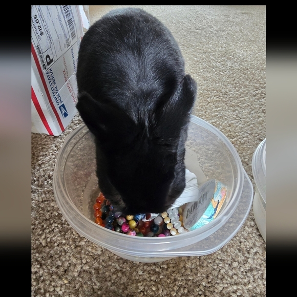 6mm White Opal Bracelet - Picture 8 of 12